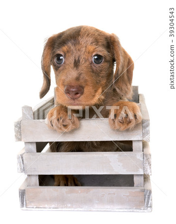 puppy Wire-haired Dachshund 39304543