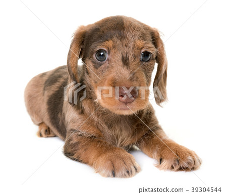 puppy Wire-haired Dachshund puppy Wire-haired Dachshund 39304544