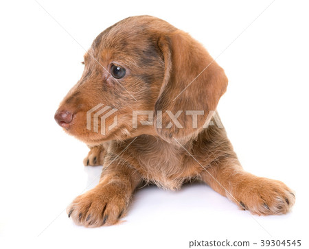 puppy Wire-haired Dachshund puppy Wire-haired Dachshund 39304545