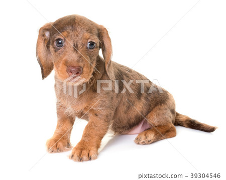 puppy Wire-haired Dachshund puppy Wire-haired Dachshund 39304546