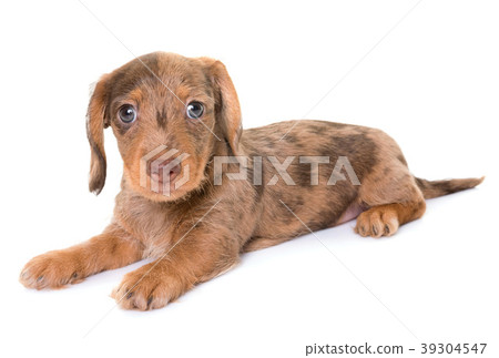 puppy Wire-haired Dachshund puppy Wire-haired Dachshund 39304547