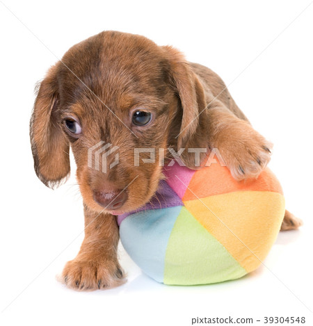 puppy Wire-haired Dachshund 39304548