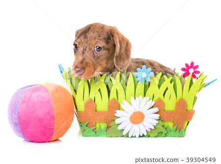 puppy Wire-haired Dachshund puppy Wire-haired Dachshund 39304549