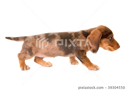 puppy Wire-haired Dachshund puppy Wire-haired Dachshund 39304550