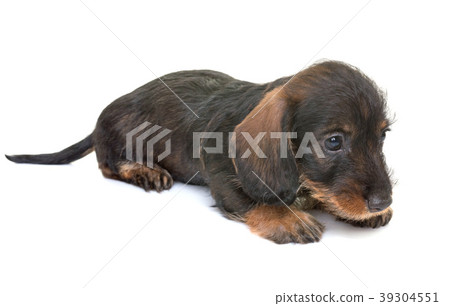 puppy Wire-haired Dachshund 39304551