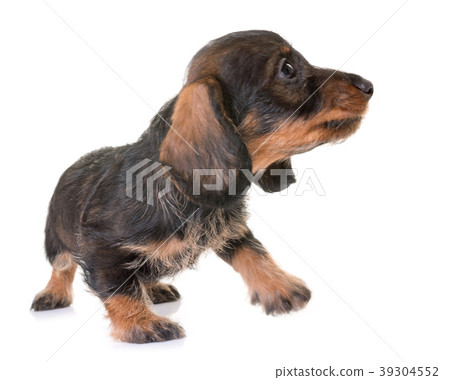 puppy Wire-haired Dachshund puppy Wire-haired Dachshund 39304552