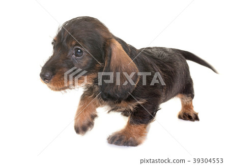 puppy Wire-haired Dachshund puppy Wire-haired Dachshund 39304553