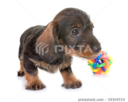puppy Wire-haired Dachshund 39304554