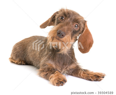 kaninchen Wire-haired Dachshund 39304589