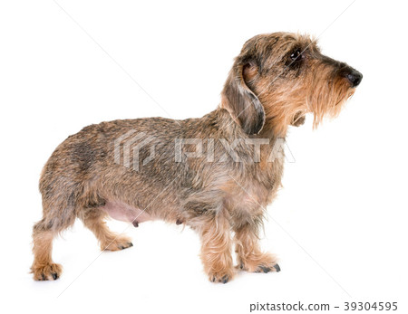 kaninchen Wire-haired Dachshund 39304595