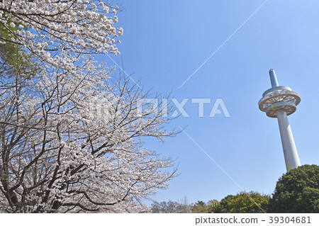 廣播塔和櫻花（所澤飛機紀念公園） 39304681