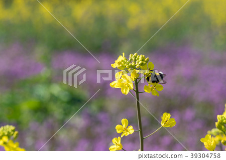 Beautiful rape field in spring 39304758