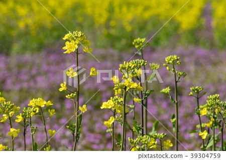 Beautiful rape field in spring 39304759