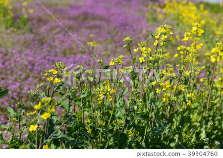 Beautiful rape field in spring 39304760