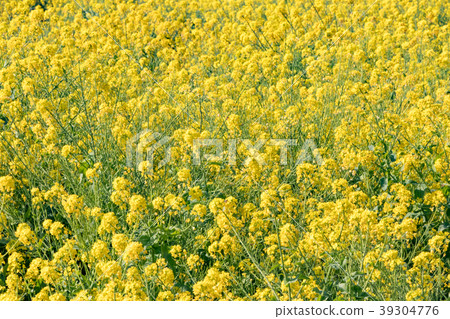 Beautiful rape field in spring 39304776