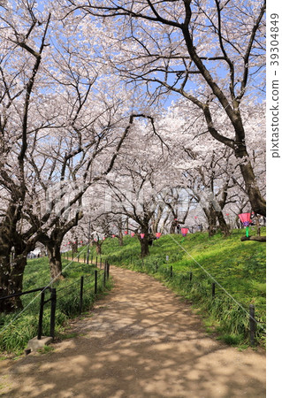 Cherry blossoms festival of Gongendo 39304849