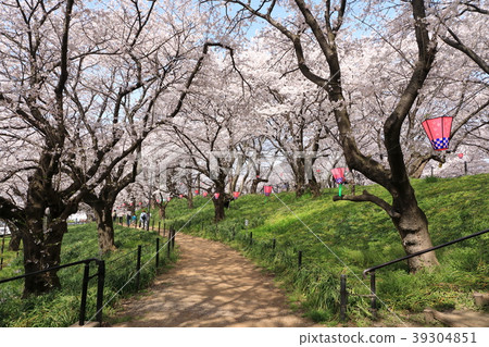 Cherry blossoms festival of Gongendo 39304851