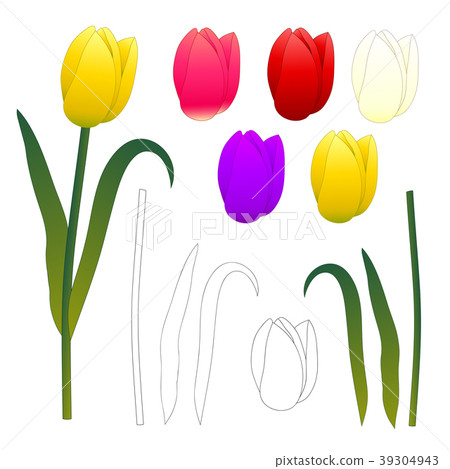 Yellow Pink Red Purple White Tulips and Outline. Yellow Pink Red Purple White Tulips and Outline. 39304943