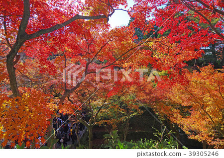Kyoto in autumn (autumn leaves of Tofukuji) 39305246