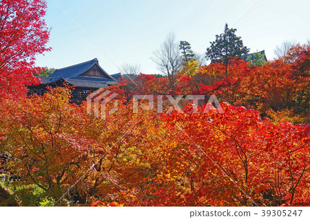 Kyoto in autumn (autumn leaves of Tofukuji) 39305247