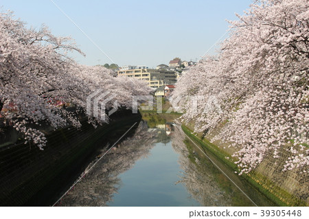 Cherry blossoms lined with Yokohama Ooka River Kanagawa Prefecture Yokohama City 39305448