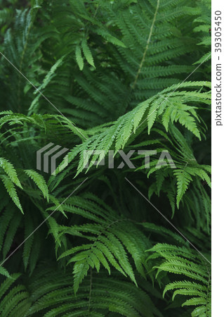 Green leafs of fernin tropical. Pattern. Nature. 39305450