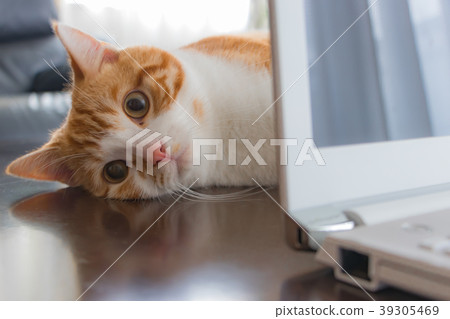 White tea cat that mats on kotatsu White tea cat that mats on kotatsu 39305469