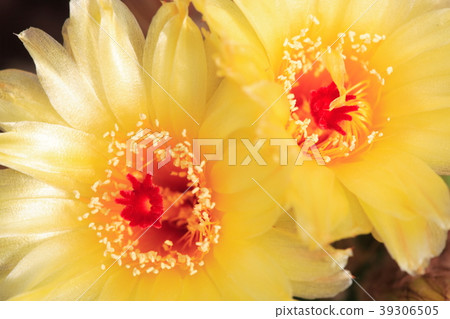 colorful cactus, close up image of rows of cute 39306505