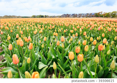 Colorful tulips of Netherlands Colorful tulips of Netherlands 39306615