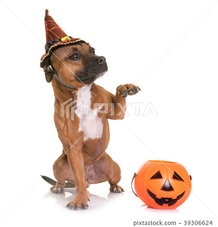 staffordshire bull terrier and halloween 39306624