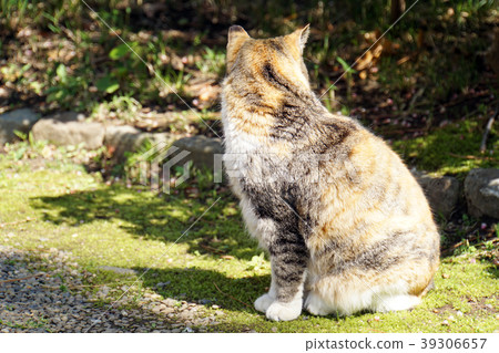 Mike cat Mike cat 39306657