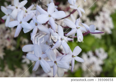 Jasmine Flower Jasmine Flower 39306658