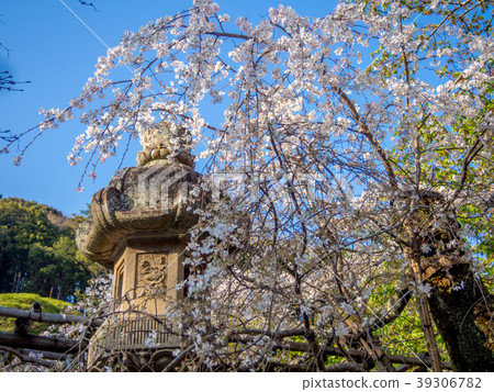 [Izu] spring Shuzenji ground [divergent cherry blossoms, stone lantern] 39306782