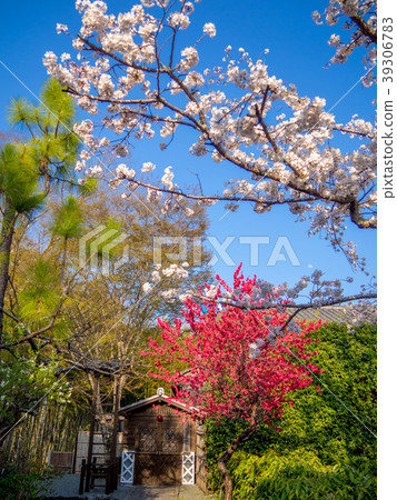 [Izu] Spring Shuzenji Onsen [Sakura, double cherry blossoms] 39306783