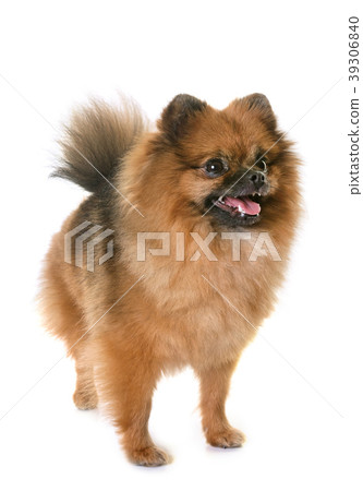 pomeranian spitz in studio 39306840