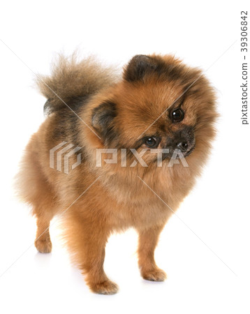 pomeranian spitz in studio pomeranian spitz in studio 39306842