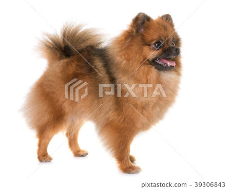 pomeranian spitz in studio pomeranian spitz in studio 39306843