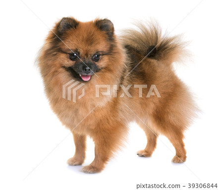 pomeranian spitz in studio pomeranian spitz in studio 39306844