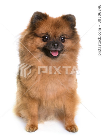pomeranian spitz in studio pomeranian spitz in studio 39306846