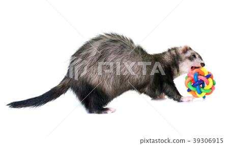 ferret in studio 39306915