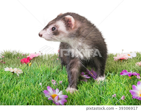 ferret in studio ferret in studio 39306917