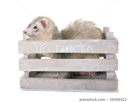 ferret in studio 39306922
