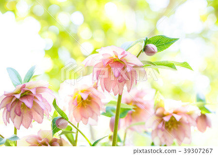 Christmas rose 39307267