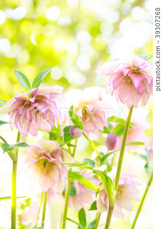 Christmas rose Christmas rose 39307268