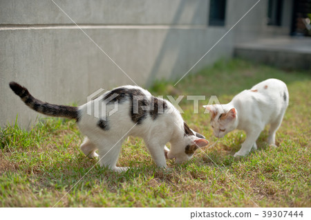 Cute cat playing pink ball in the green grass Cute cat playing pink ball in the green grass 39307444