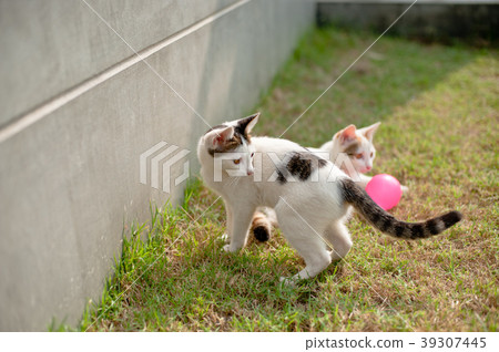 Cute cat playing pink ball in the green grass Cute cat playing pink ball in the green grass 39307445