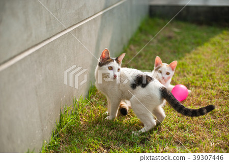Cute cat playing pink ball in the green grass 39307446