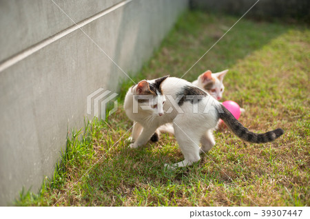 Cute cat playing pink ball in the green grass Cute cat playing pink ball in the green grass 39307447