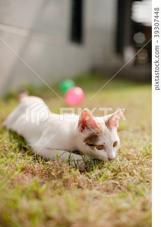 relaxing sitting cat white, cute funny relaxing sitting cat white, cute funny 39307448