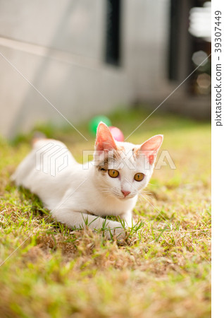 relaxing sitting cat white, cute funny relaxing sitting cat white, cute funny 39307449
